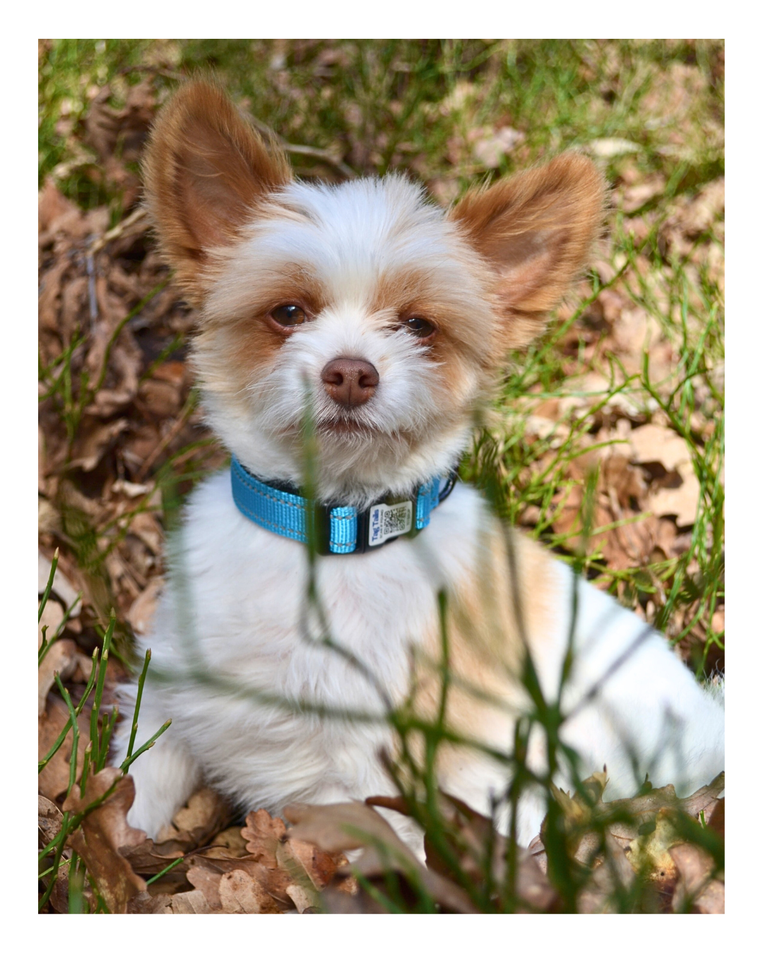 Smart ID Hundhalsband - Blue