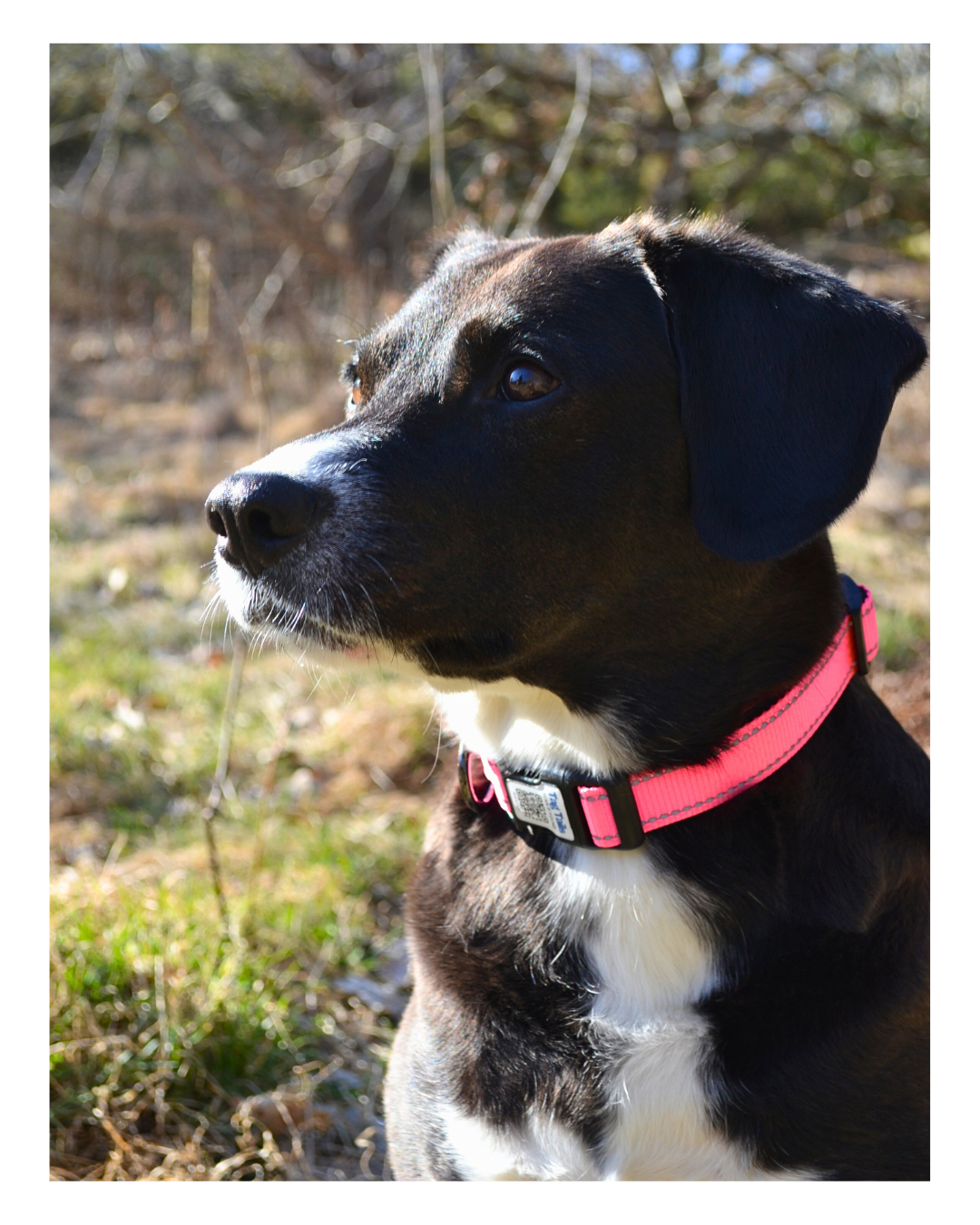 Smart ID Hundhalsband med Inbyggd QR - Rose Red