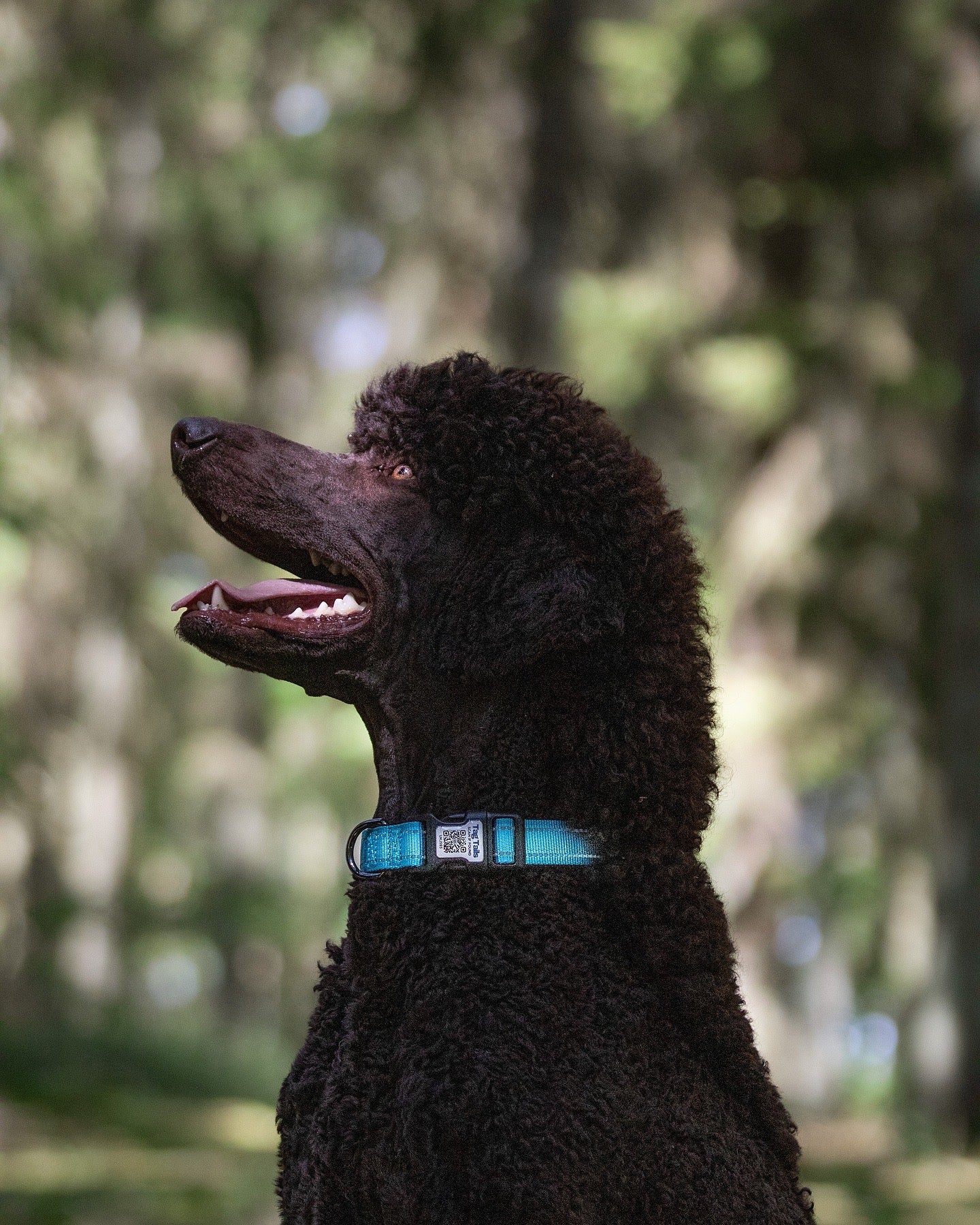 Smart ID Hundhalsband med Inbyggd QR - Blue